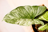 Homalomena bellula variegata